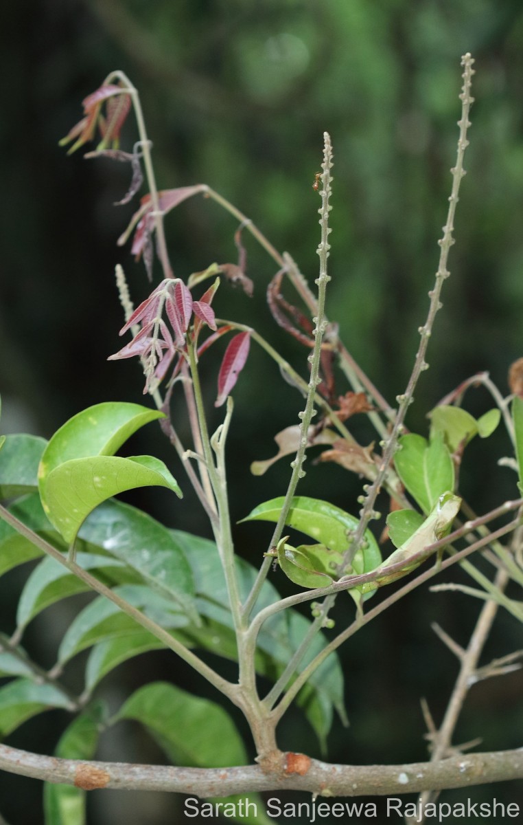 Aphanamixis polystachya (Wall.) R.Parker